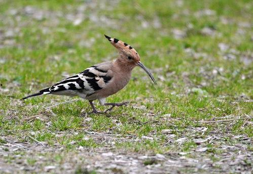 马料鸟咋看年龄的大小图片,一图揭秘其成长轨迹