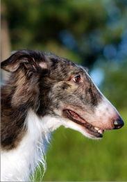 苏俄猎犬吃瓜,瓜田里的守护者与美食家