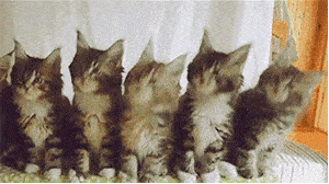 网红猫猫动图,网红猫猫萌态瞬间捕捉