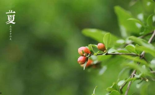 今天立夏那盒吃瓜,夏日清凉新篇章
