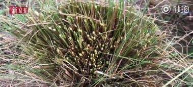 抖音里的网红草,绿意盎然，走红网络的新宠