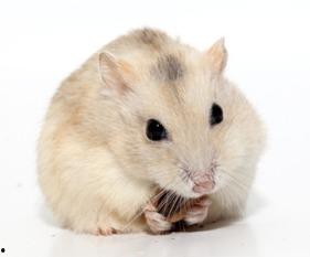 仓鼠可以吃喜瓜吗,仓鼠的夏日美味探索