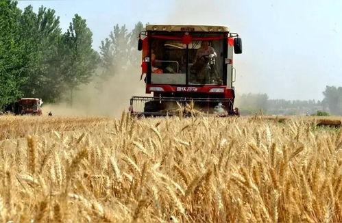 今日头条收麦农机,收麦农机助力农业现代化
