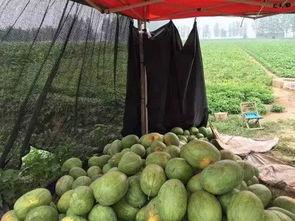 大瓜花怎么吃,解锁家常烹饪新技巧