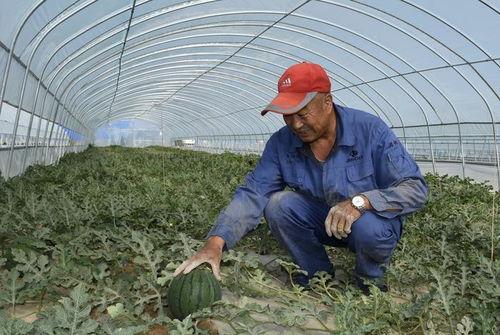 吃瓜群众西瓜种植,吃瓜群众教你轻松种植西瓜
