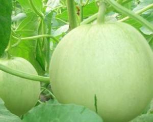 孕妇什么瓜可以吃吗,孕妇适合食用的瓜类推荐