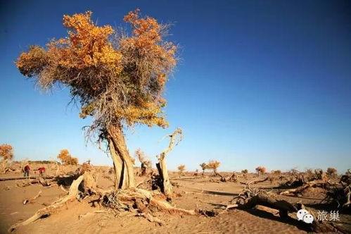 最新吃瓜地址大漠,揭秘最新吃瓜地址背后的神秘故事