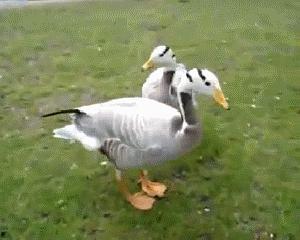 花里吃瓜的鸭,揭秘鸭界美食达人
