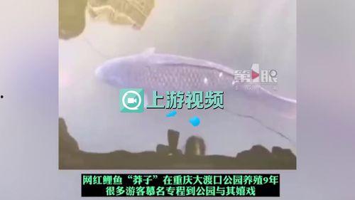 明星鱼莽子视频,明星鱼莽子带你领略水下世界奇观