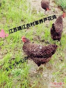 家养芦花鸡网红视频直播,家养芦花鸡，网红视频带你领略田园风情