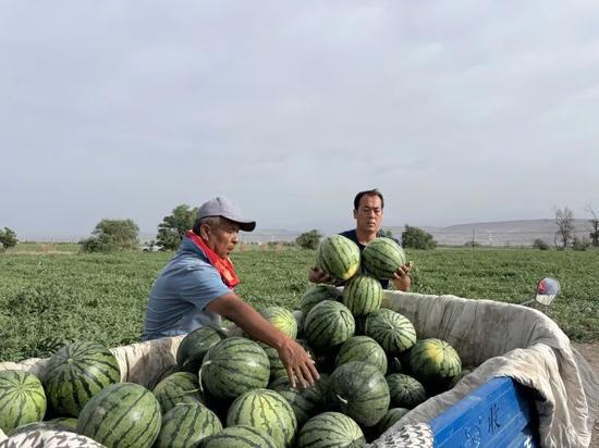 砀山吃瓜张某,张某的瓜田奇遇记