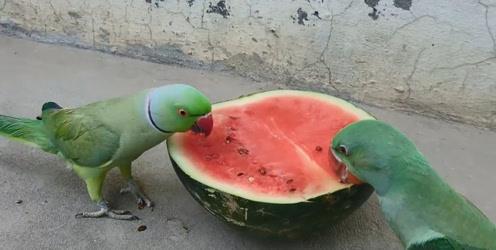 鹦鹉可以吃小白瓜吗,小白瓜的适宜性探讨