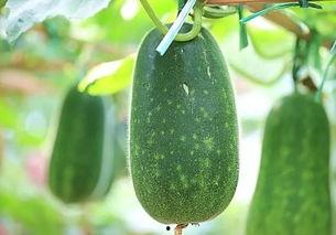 长条直接吃的瓜