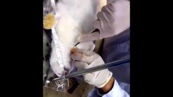 解剖女尸案吃瓜,揭开神秘面纱，探寻真相背后的人性较量