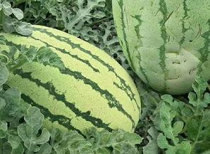 花式直播吃瓜,花式吃瓜，趣味横生