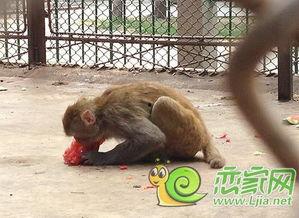 猴子吃瓜表情图,欢乐表情图背后的趣味瞬间