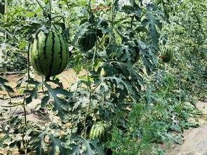 全京城的人蹭瓜吃,全民共赏“蹭瓜”狂欢