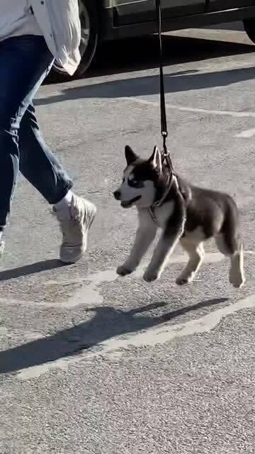 娱乐吃瓜君傻狗日常